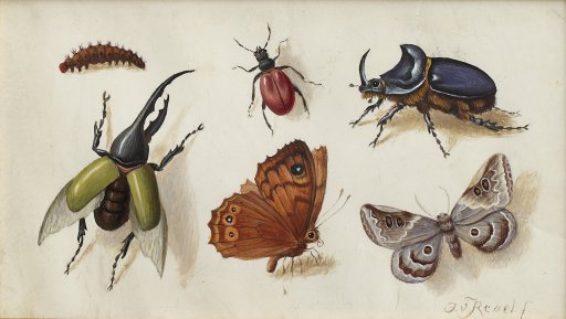 Jan van Kessel d. Ä. (zugeschrieben), Tableau mit Insekten, um 1660 Arp Museum Bahnhof Rolandseck/Sammlung Rau für UNICEF, Foto: Mick Vincenz
